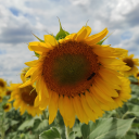 whatthefvckiswrong avatar