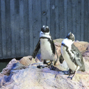 whatwasthatinthemiddle avatar