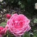 whatwepretend avatar