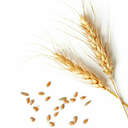 wheatandwheatby-products avatar