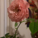 wheatandwheatbyproduct avatar