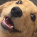 wheelcheesetornado avatar