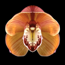 wheelofsamsara avatar