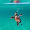 when-in-doubt-eat-pizza avatar