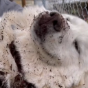 whenstarsfall avatar