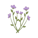 whenstarsignite avatar