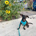 whentherewerebicycles avatar