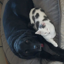 where-our-voices-sound avatar