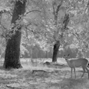 where-wanderers-go avatar