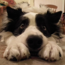 wherearetherats avatar