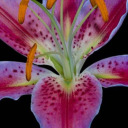 wheredoourangelsrest avatar