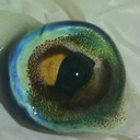 wherepigsdare avatar