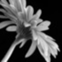 whererainfalls avatar