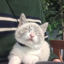 wheresmyribcage avatar