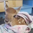 wherethefuckismacie avatar