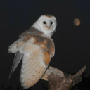 wherethemothsgrow avatar