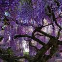 wherewisteriaends avatar