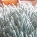 whether-to-screech avatar