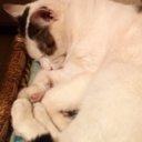 whichwitchiswhich avatar