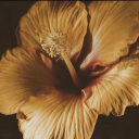 whimsical-mistakes avatar