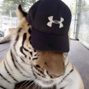 whimsicalpredatormedallion avatar