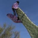 whiplash-machine avatar