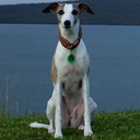 whippetdiary avatar