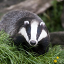 whirlingbadger avatar