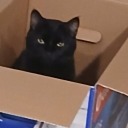 whirlybird393 avatar