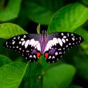 whiskerwonders avatar