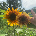 whiskeysunsets avatar