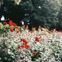 whiskytantrums avatar