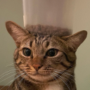 whisperingmylove avatar