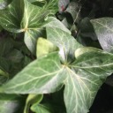 whisperingruckus avatar