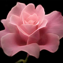 whisperingstream avatar