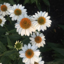 whisperingwinds007 avatar