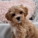 whisperturnedecho avatar