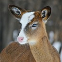 white--fawn avatar