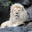 white--lion avatar