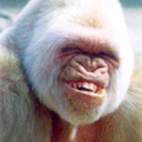 white-ape avatar