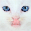 white-cats-with-blue-eyes avatar