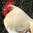 white-cock avatar