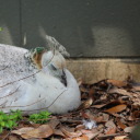 white-duchess1 avatar