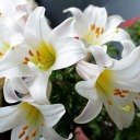 white-lily-mlm avatar