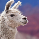 white-llama avatar