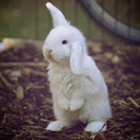 white-rabbittt avatar