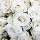 white-roses-and-the-stars avatar