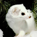 white-stoat avatar