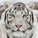 white-tiger-shangrila avatar