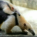 whiteanteater avatar